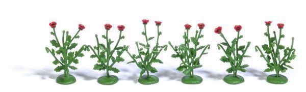 6 Poppy Plants  HO