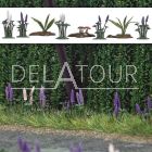 Wild Lupines ,Ferns & Mushrooms HO