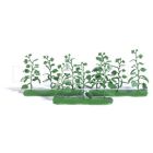 9 Cucumber Plants HO