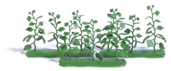 9 Cucumber Plants HO