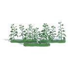 9 Komkommerplanten HO